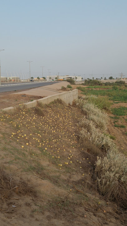منتزه القرن - Saudi Arabia|Alnajameiah 86729،|GSJA3883، 3883 شارع ابوعبيدة بن الجراح، 6382،