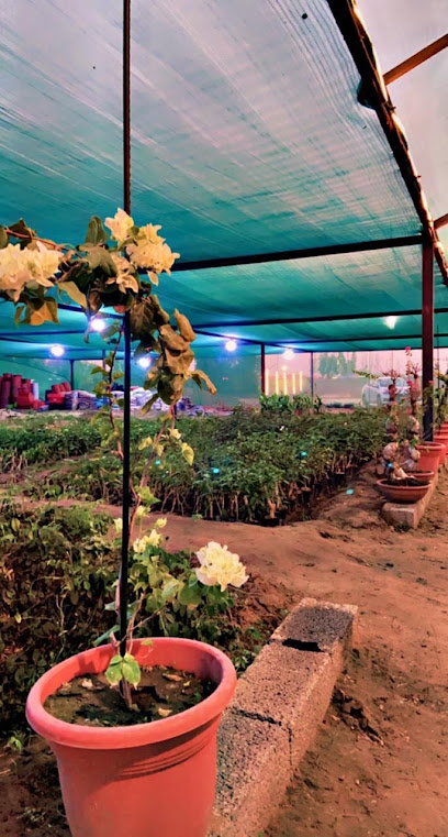 مشتل النور ️ - Saudi Arabia|Abu Arish 84471|2QGW+46