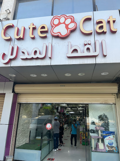 القط المدلل صغير cutecat small - Riyadh 11410
