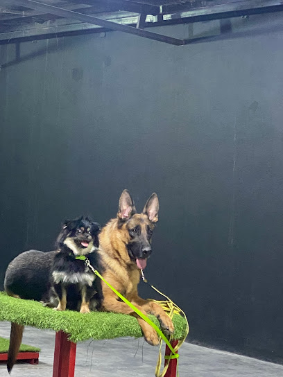 Action dogs Boarding And Training Services ..اكشن دوق مركز لتدريب وفندقة الكلاب - Saudi Arabia|Diriyah 13736|Unnamed Road