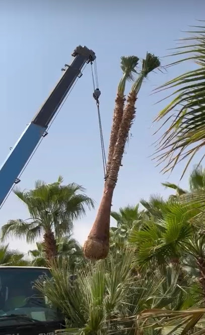 مفرق القاع المختصر - Saudi Arabia|15527|505