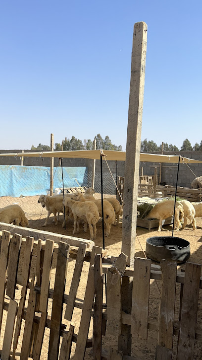 ابو فيصل لذبايح - Saudi Arabia|Tabuk 47922