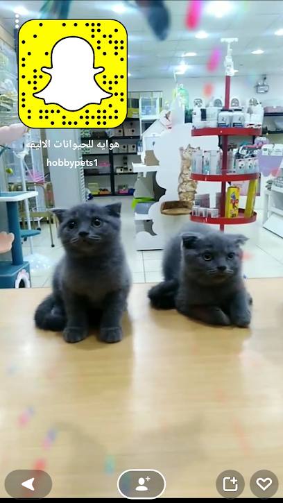 محل هوايه للحيوانات الاليفه - hobby pets - Saudi Arabia|Al Jubail|شارع الملك فيصل الشمالي (شارع|الميناء