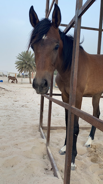 مربط عمهوج للخيل العربية - Saudi Arabia|Al Jubail 35438|VMXQ+627
