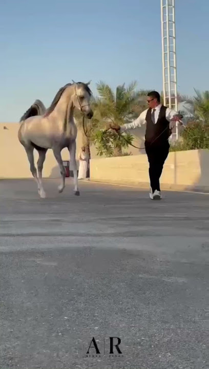 مربط سراي - Saudi Arabia|Unayzah 56253|6602|4398 Jadat Ar Rawdah