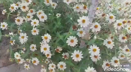 مدرسة الإمام البخاري الإبتدائية -  -