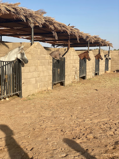 مربط المبارك للخيل العربية الأصيلة - Saudi Arabia|Subaih 54802،|QNJA3132، 3132 صبيح 299، 6543،