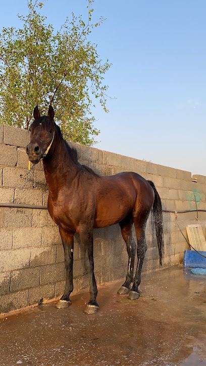مربط زاد - Saudi Arabia|Al Qasab|Unnamed Road مشاش|7F47+945