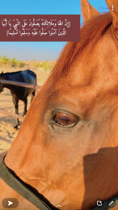 مربط ال فايز للخيل العربيه الاصيله - Saudi Arabia|2343، الدلم 16335 9483،
