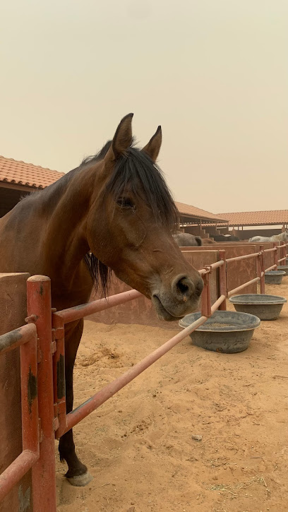 مربط أعز للخيل العربية الاصيلة - Saudi Arabia|Riyadh Al Khabra 54653|طريق الرس العام