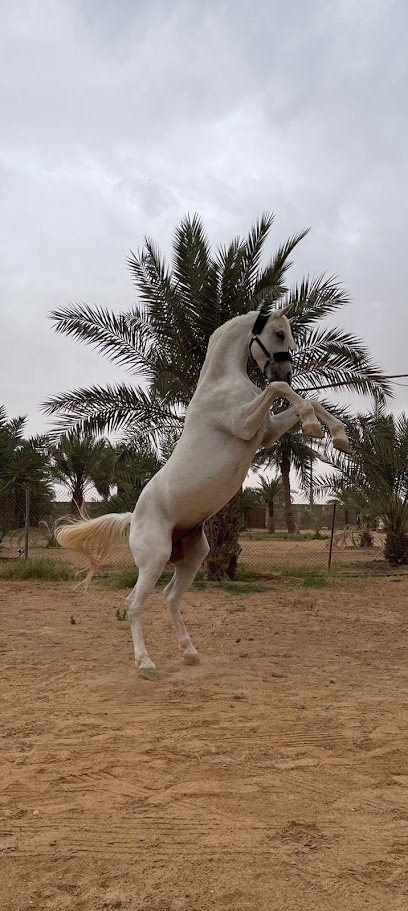 إسطبل آندورينس / Endurance Stable - Saudi Arabia|Hafar Al Batin 39810|9W2F+2XR